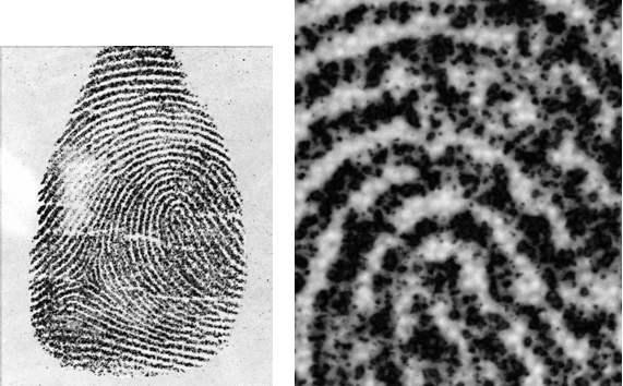 Left: Fluorescent powdered print; illuminated at 475 nm and captured using a LP570 camera filter. Right: Same Image on Left “Zoomed In”.