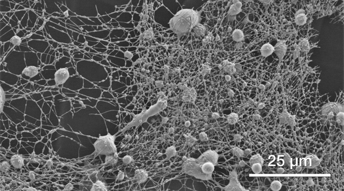 Soft materials (polymeric fibers).