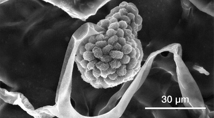 Biological samples (mold spores).