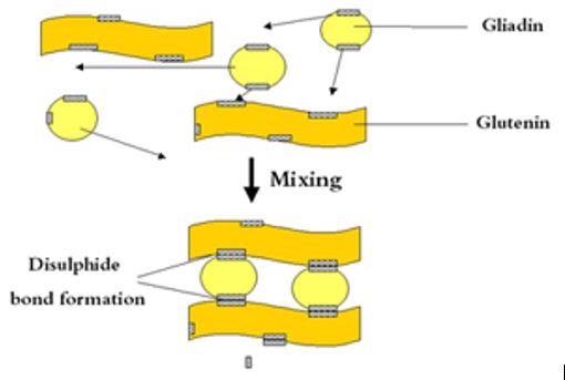 Perten Glutomatic® 200 System: Determining Gluten Quantity and Quality