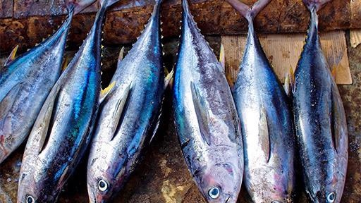 Immuonassays in Food Technologies and Food Testing