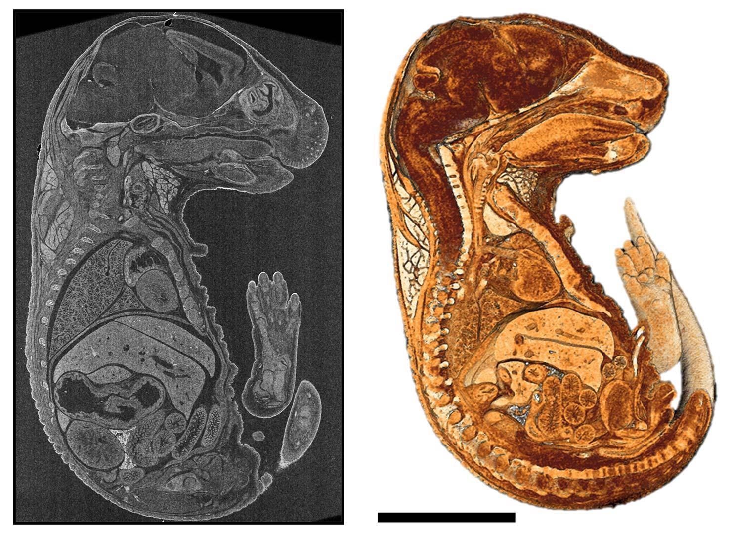 2D virtual cross-section and a cutaway view of 3D rendering of a mouse embryo embedded in paraffin.